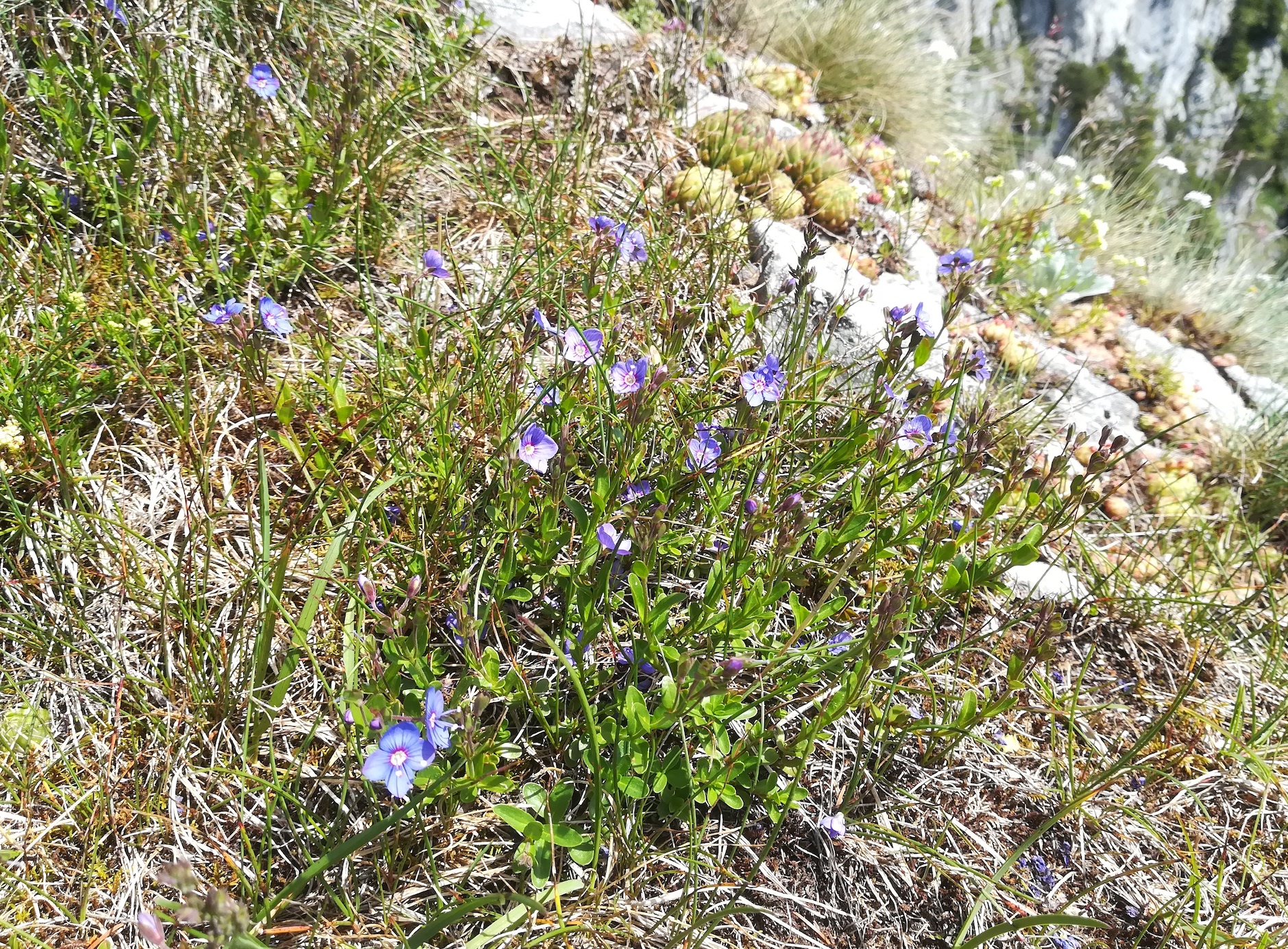 veronica fruticans törlweg zw. bergstation seilbahn und törlkopf rax_20220618_113134.jpg