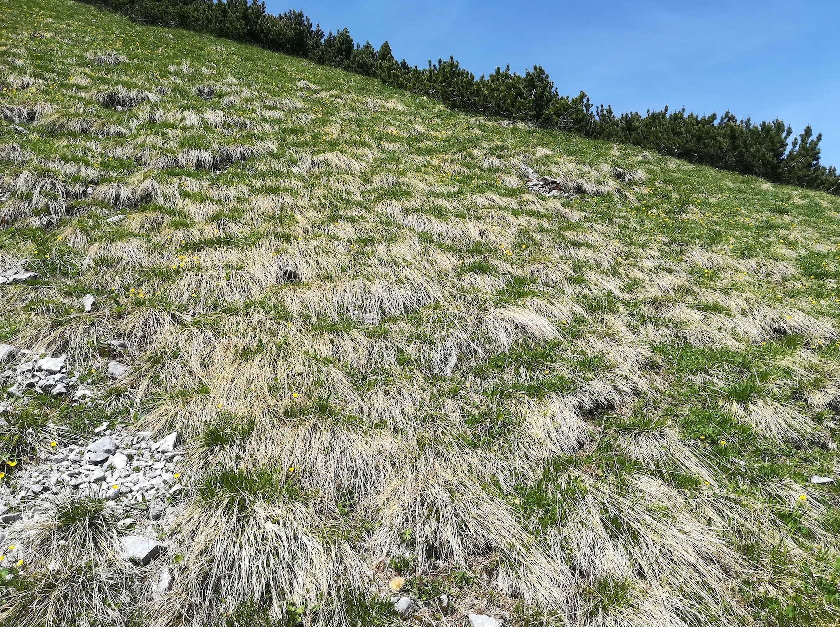 carex cf. sempervirens schneetälchen W otto-haus rax_20220618_133710.jpg