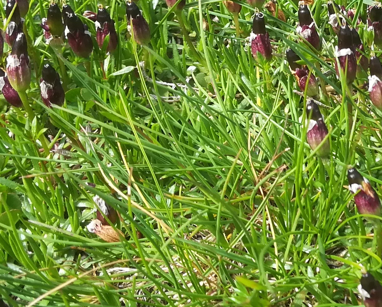 cf. silene acaulis subsp. longiscapa törlweg zw. bergstation seilbahn und törlkopf rax_20220618_102704.jpg