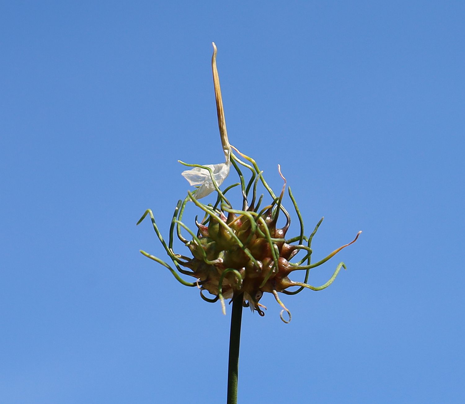 Allium vineale Bahndamm Weiden am See_20220615_06.jpg