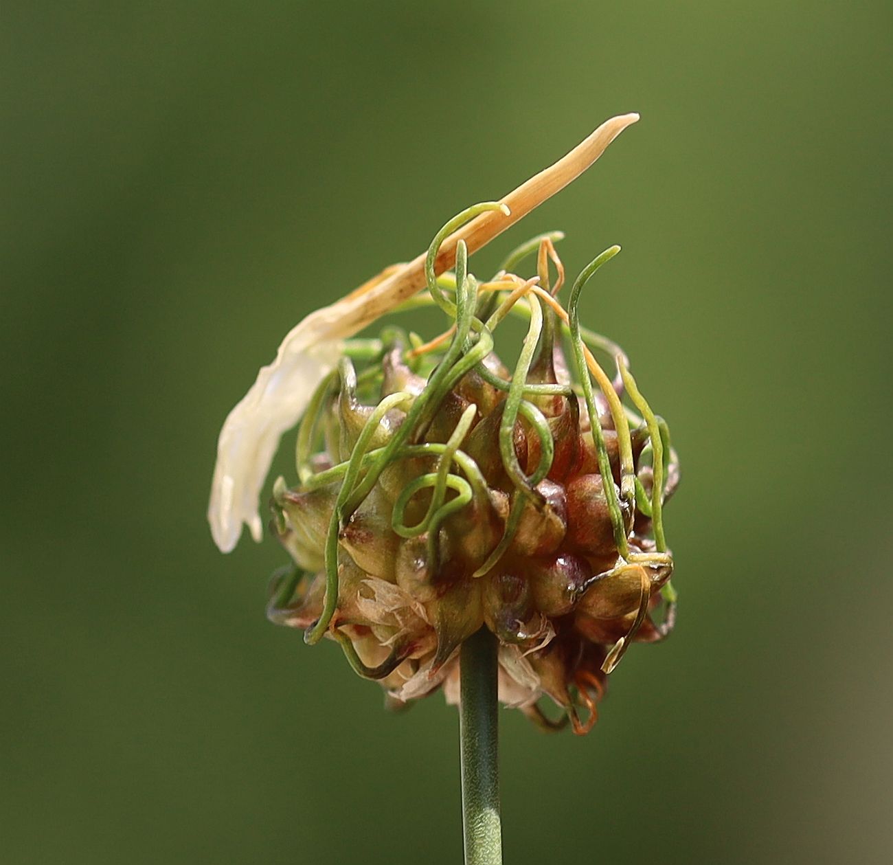 Allium vineale Bahndamm Weiden am See_20220616_18.jpg