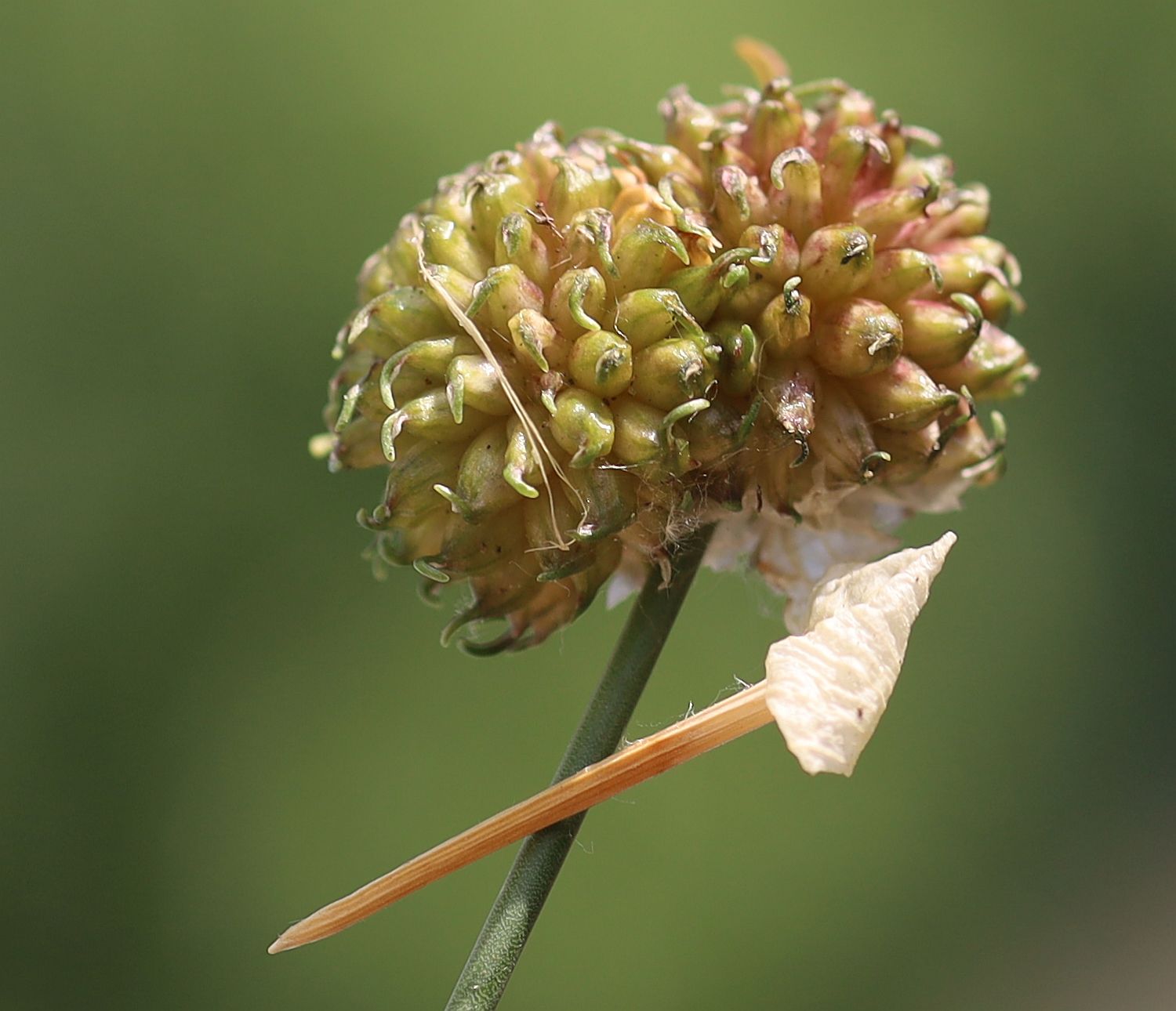 Allium vineale Bahndamm Weiden am See_20220616_29.jpg