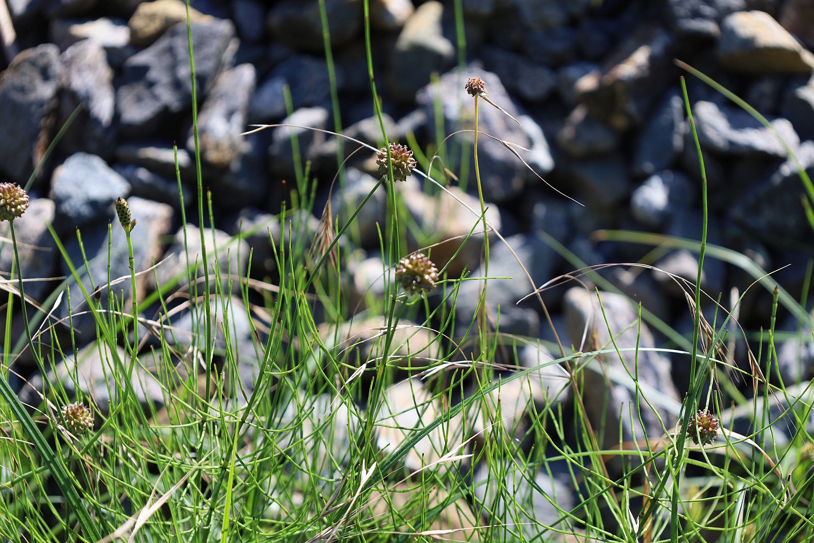 Allium vineale Bahndamm Weiden am See_20220615_05.jpg