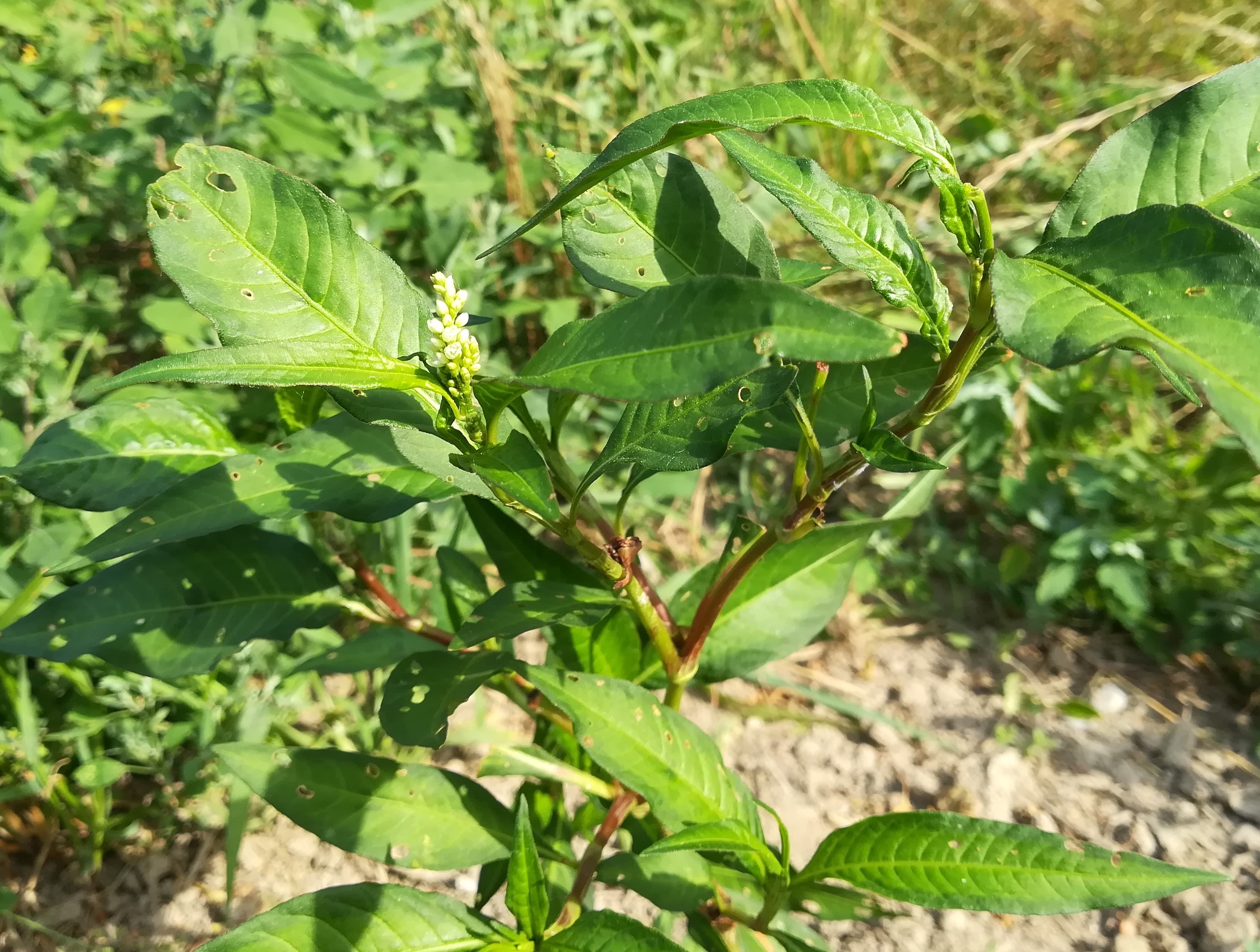 persicaria lapathifolia cf. subsp. pallida götzendorf leitha auwald_20220624_090702.jpg