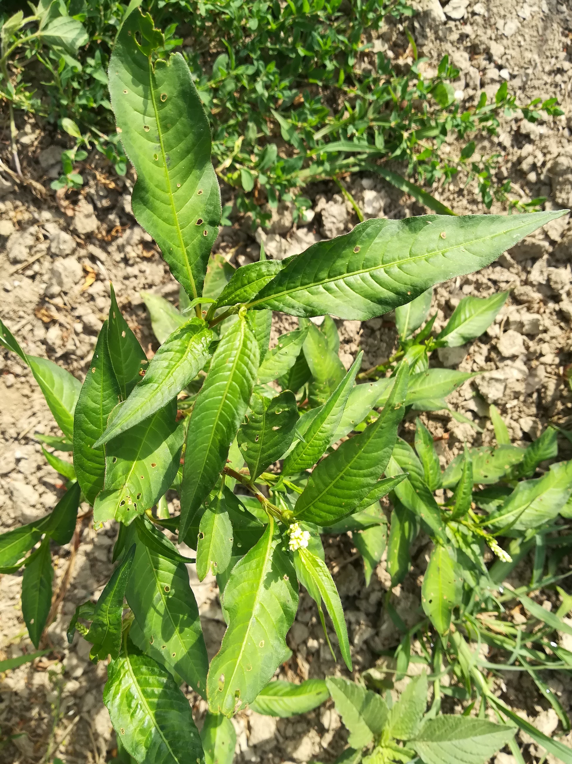 persicaria lapathifolia cf. subsp. pallida götzendorf leitha auwald_20220624_090712.jpg