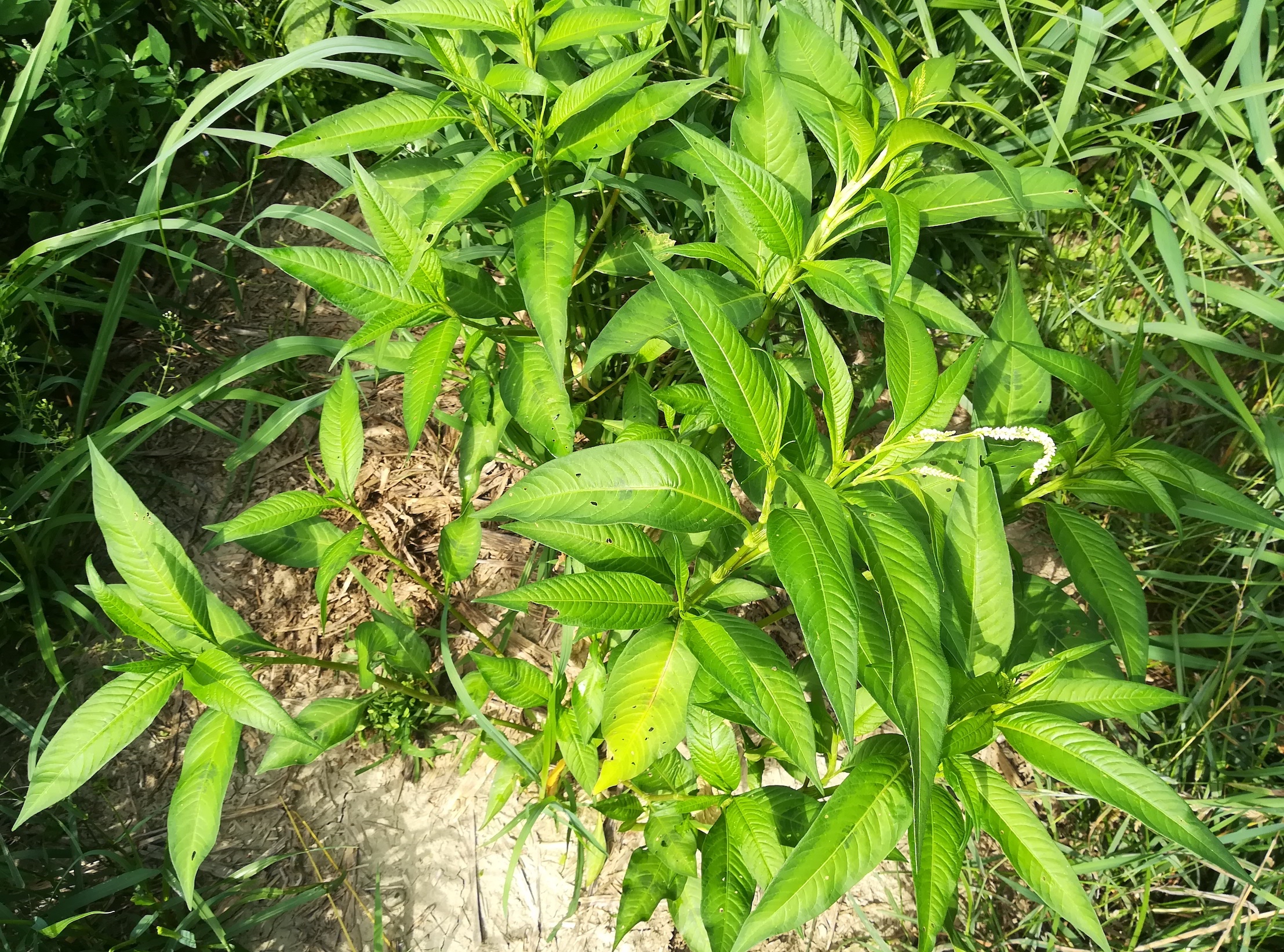 persicaria lapathifolia cf. subsp. pallida götzendorf leitha auwald_20220624_093414.jpg