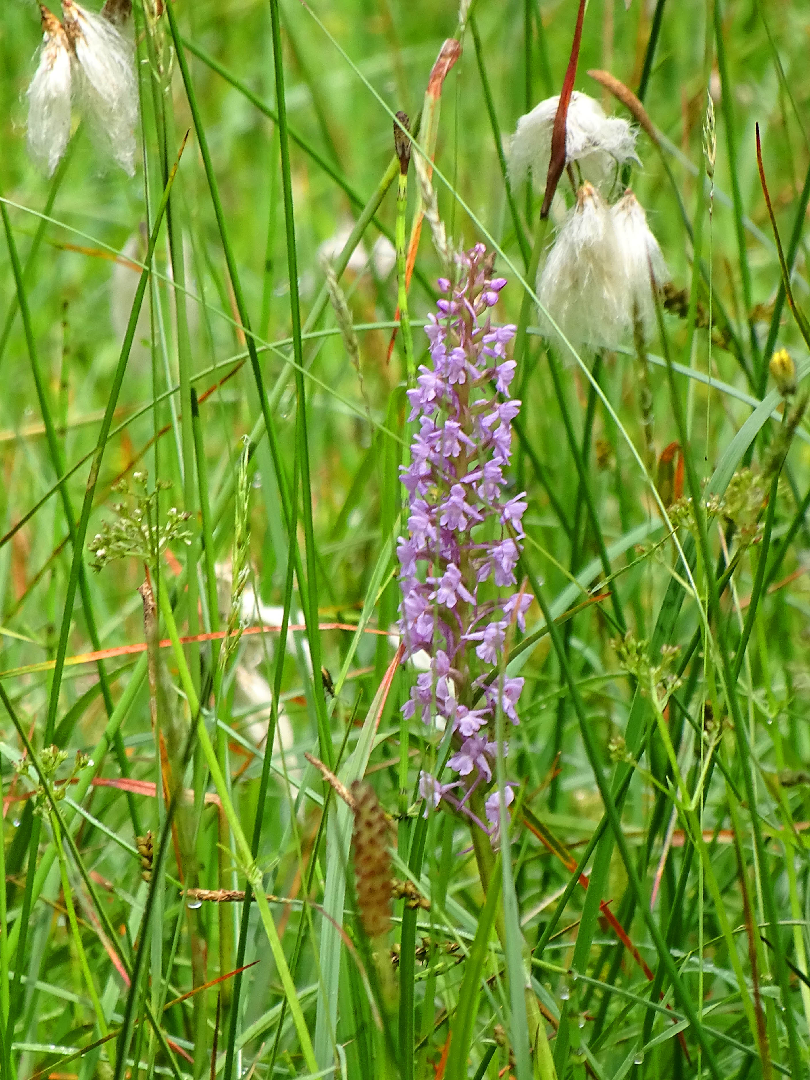 Gymnadenia_glashuetten.jpg