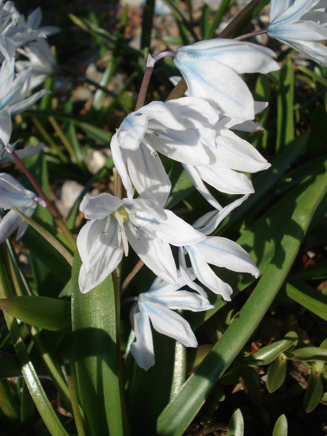 Puschkinia scilloides St-Grambach 3.Apr.18.JPG