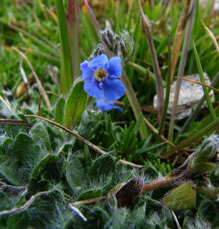 k-9.8.10 Eritrichium nanum I.JPG