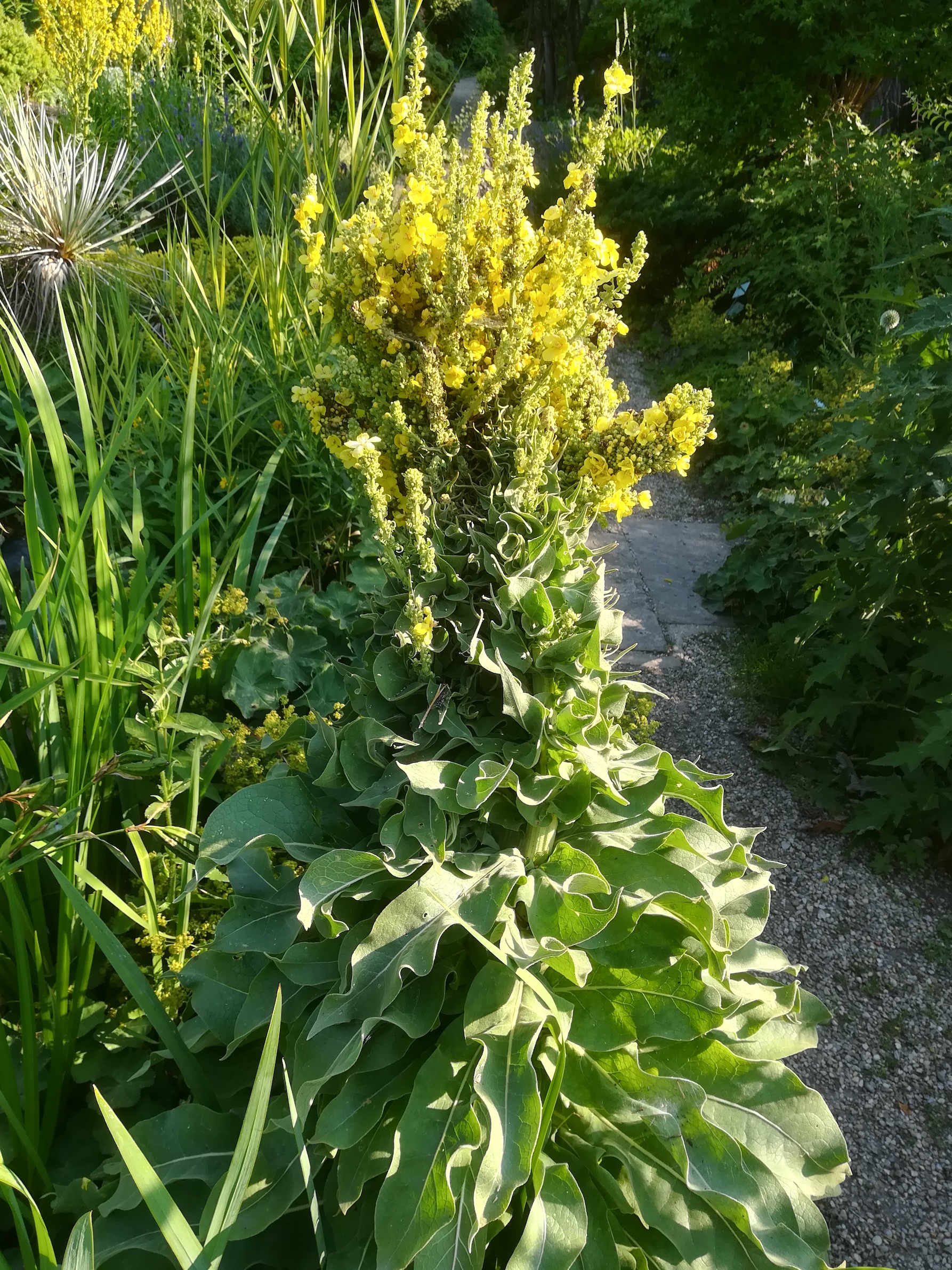 verbascum speciosum verbänderung alpengarten wien_20220630_172109 2.jpg