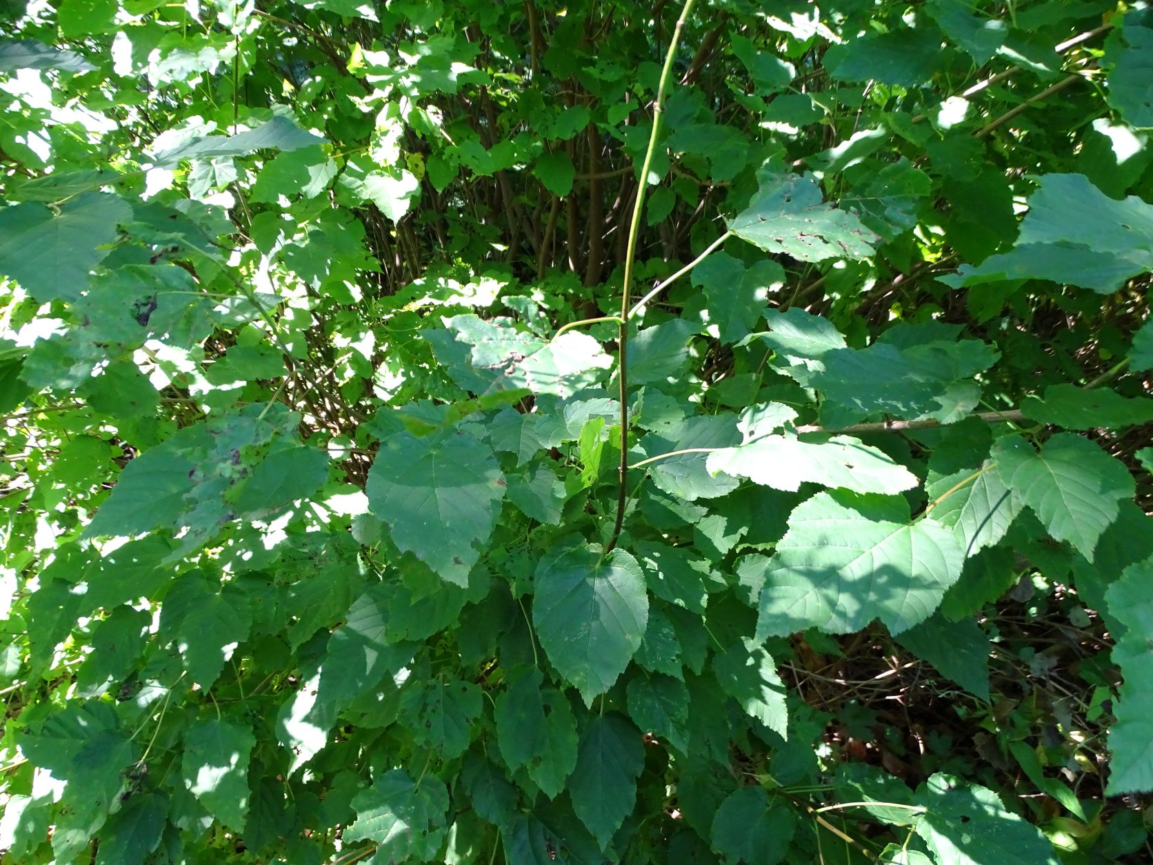 DSC00699 trausdorf, 2022-07-02, acer tataricum.JPG