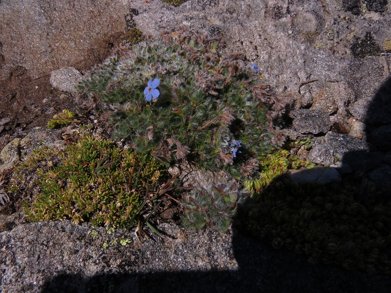 k-18.8.13 Eritrichium nanum III.JPG