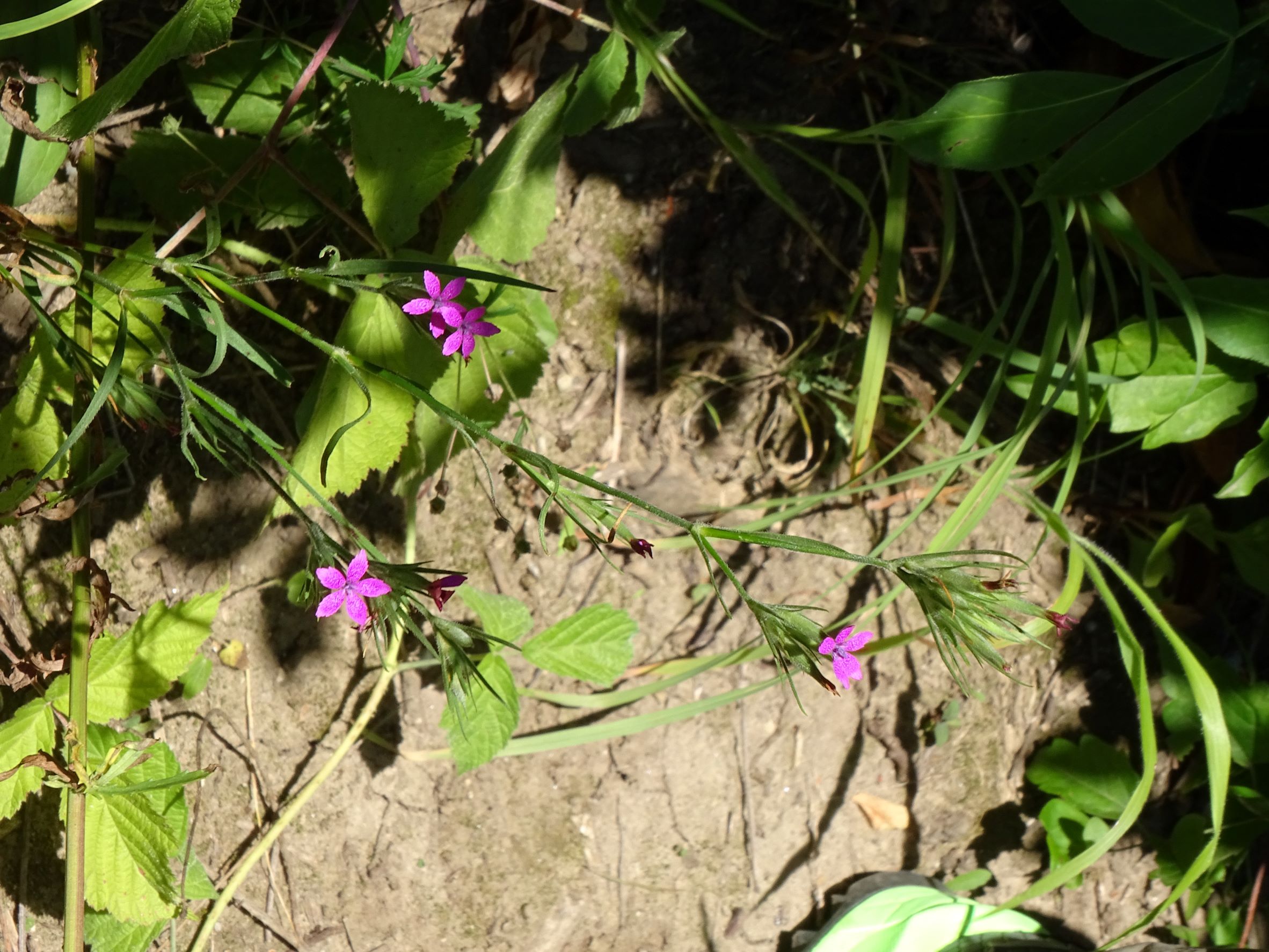 DSC00747 trausdorf, fasangarten, 2022-07-02, dianthus armeria.JPG