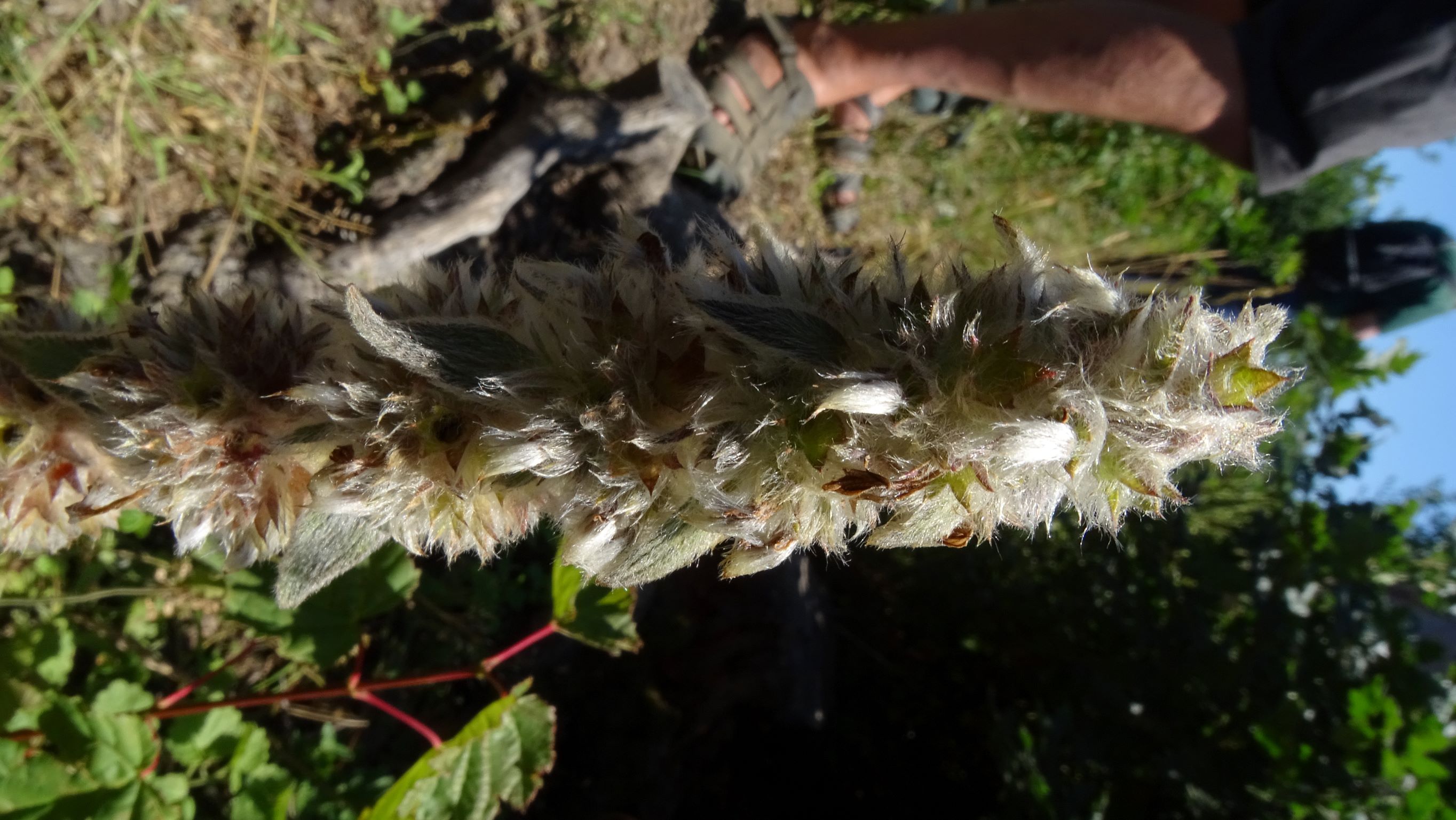 DSC00786 trausdorf, fasangarten, 2022-07-02, stachys germanica etc.JPG