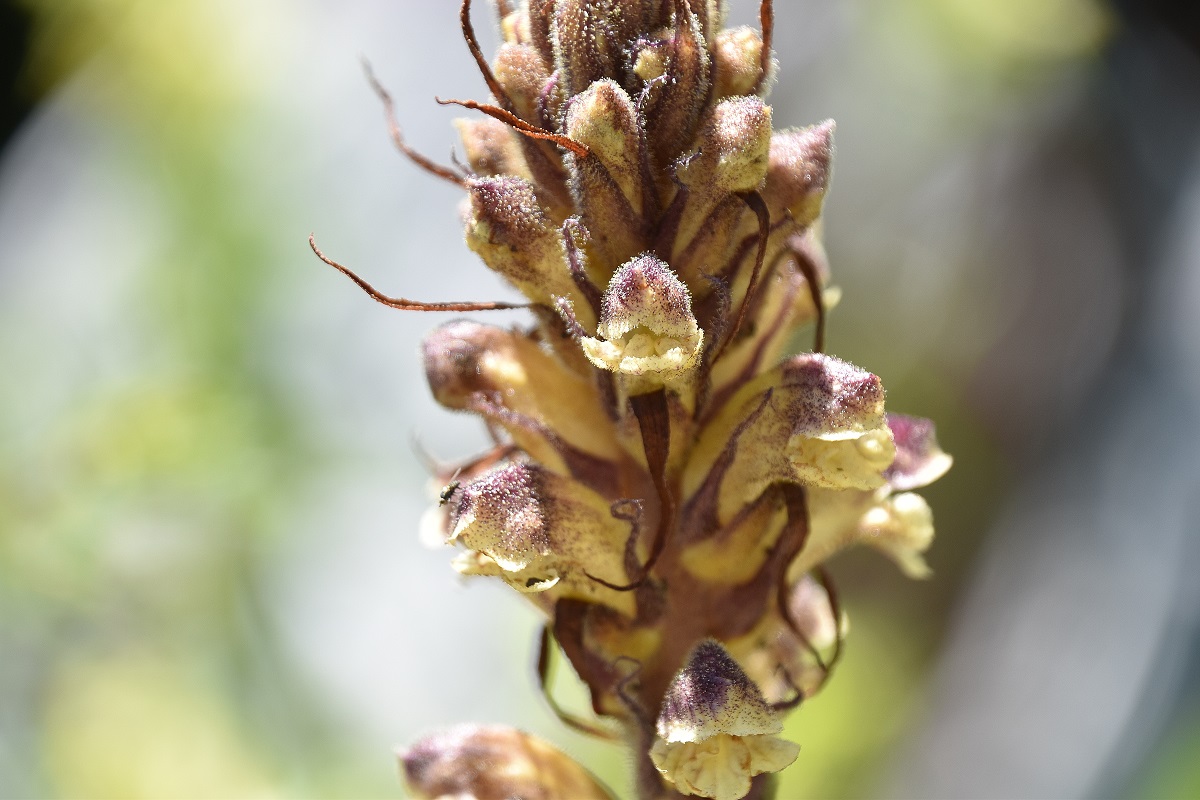 Gippel - 02072022 - (207) - Orobanche sp.JPG