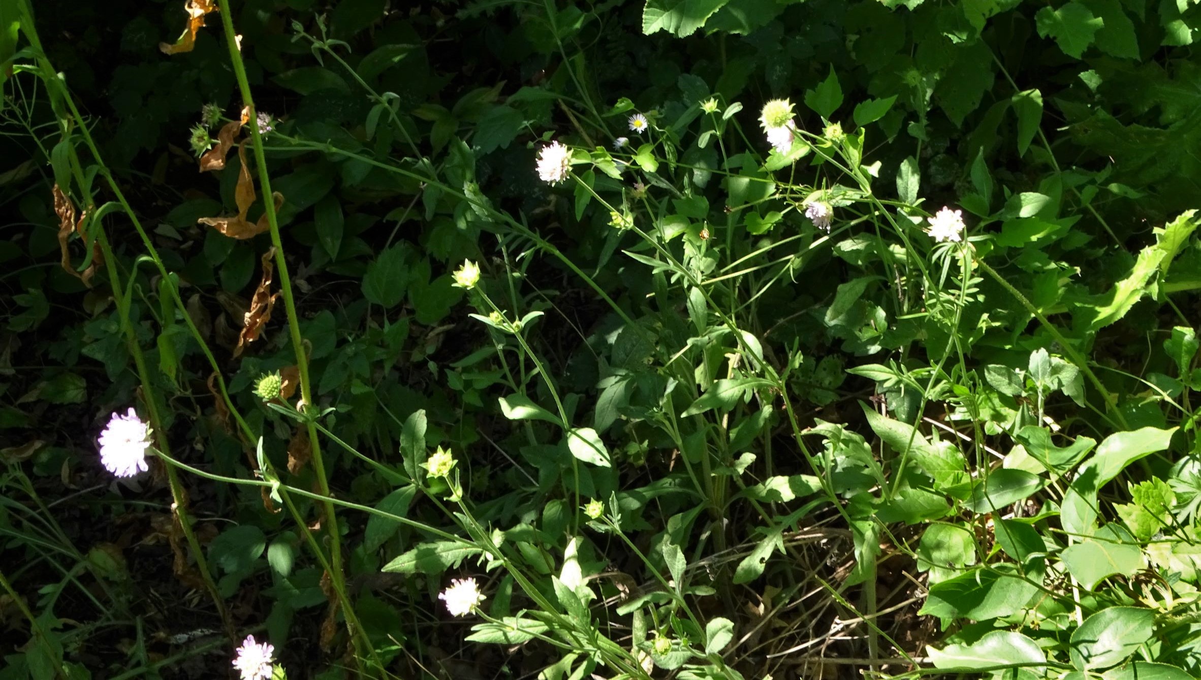 DSC00732 trausdorf, fasangarten, 2022-07-02, knautia arvensis.JPG