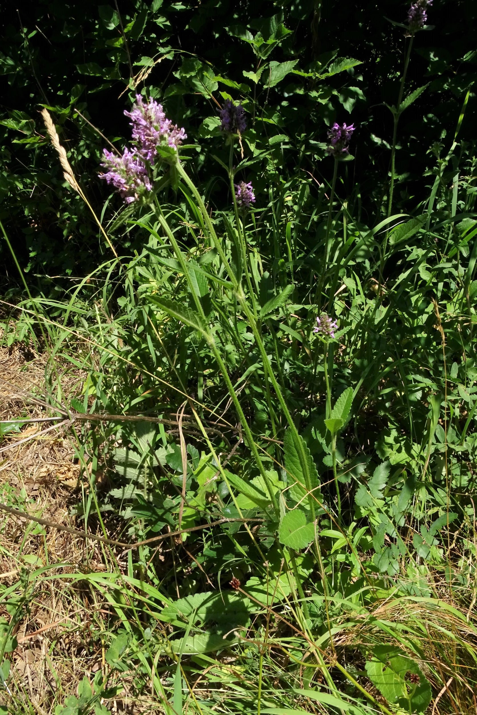 DSC00766 trausdorf, fasangarten, 2022-07-02, betonica officinalis.JPG