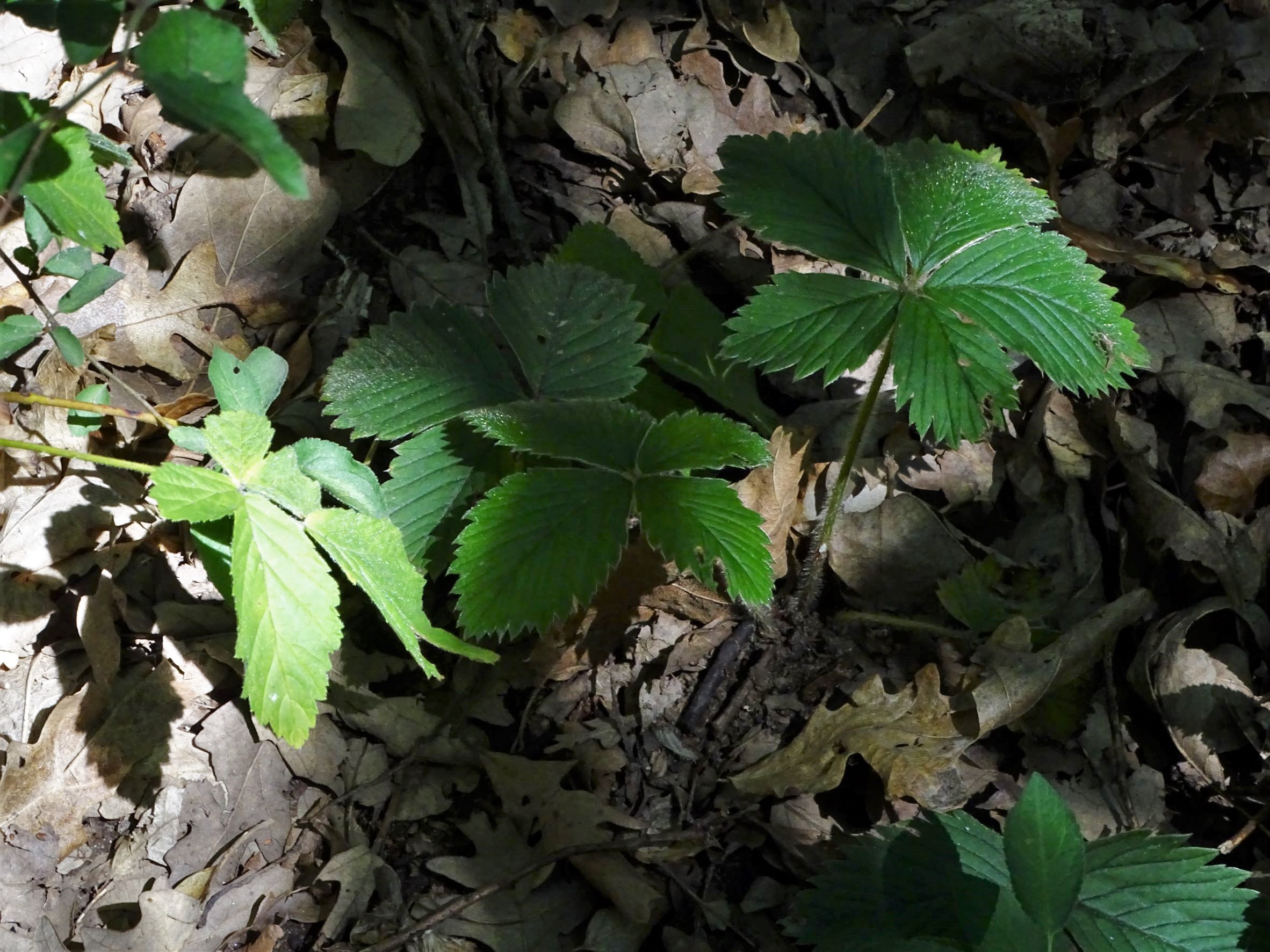 DSC00802 trausdorf, fasangarten, 2022-07-02, fragaria moschata.JPG