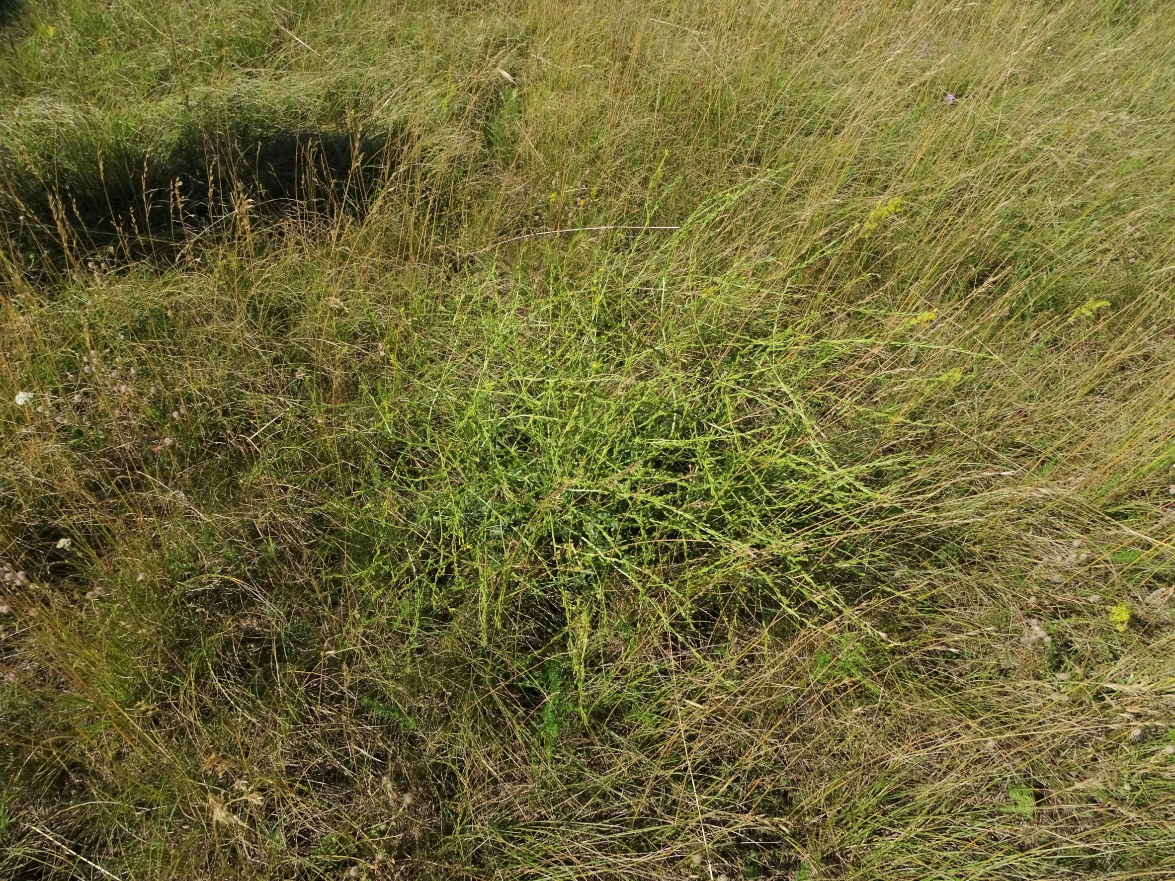 DSC00826 trausdorf, flugfeld, 2022-07-02, rapistrum perenne.JPG