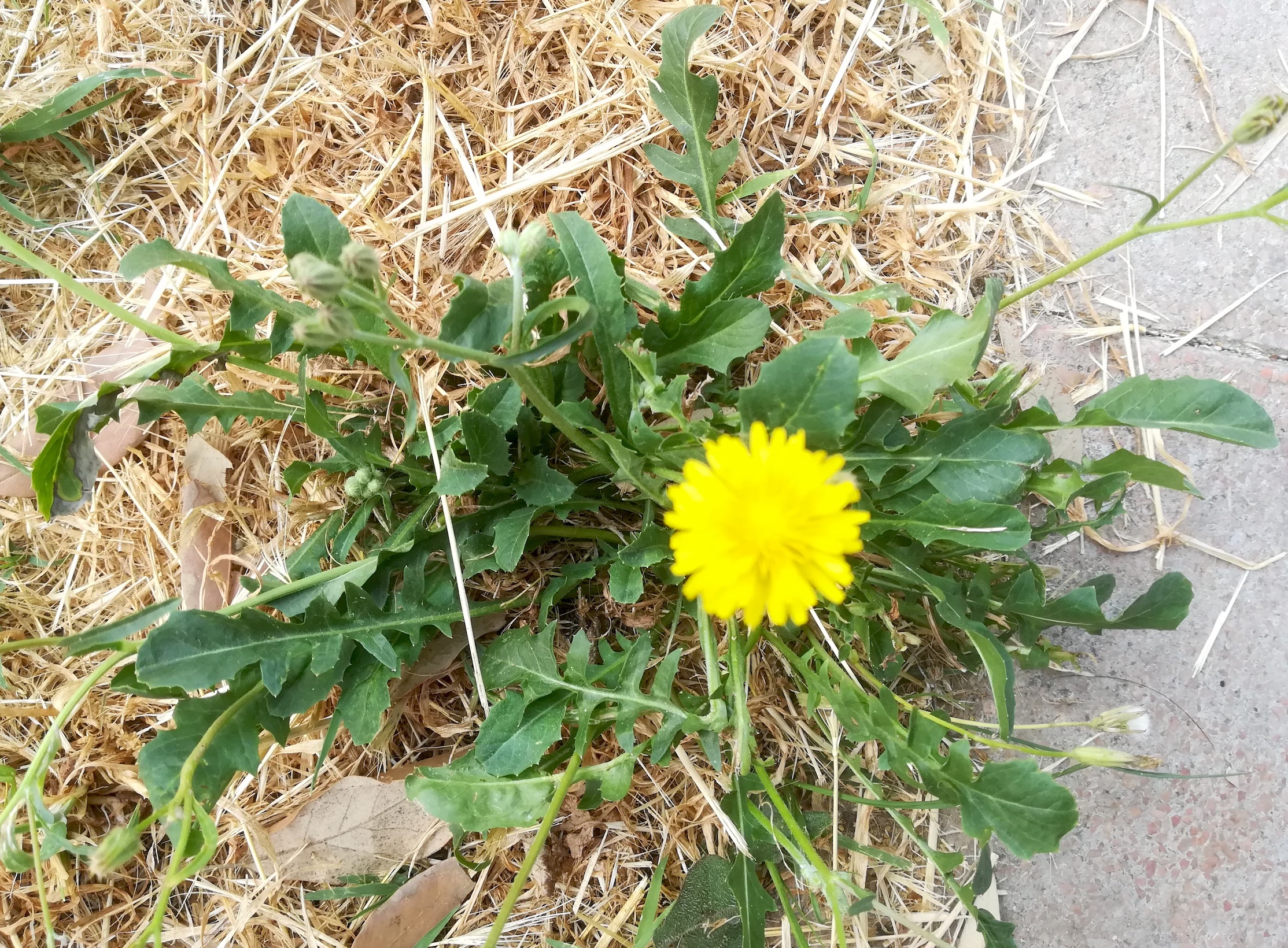 crepis bursifolia livorno toskana mediterran italien_20220604_085257.jpg