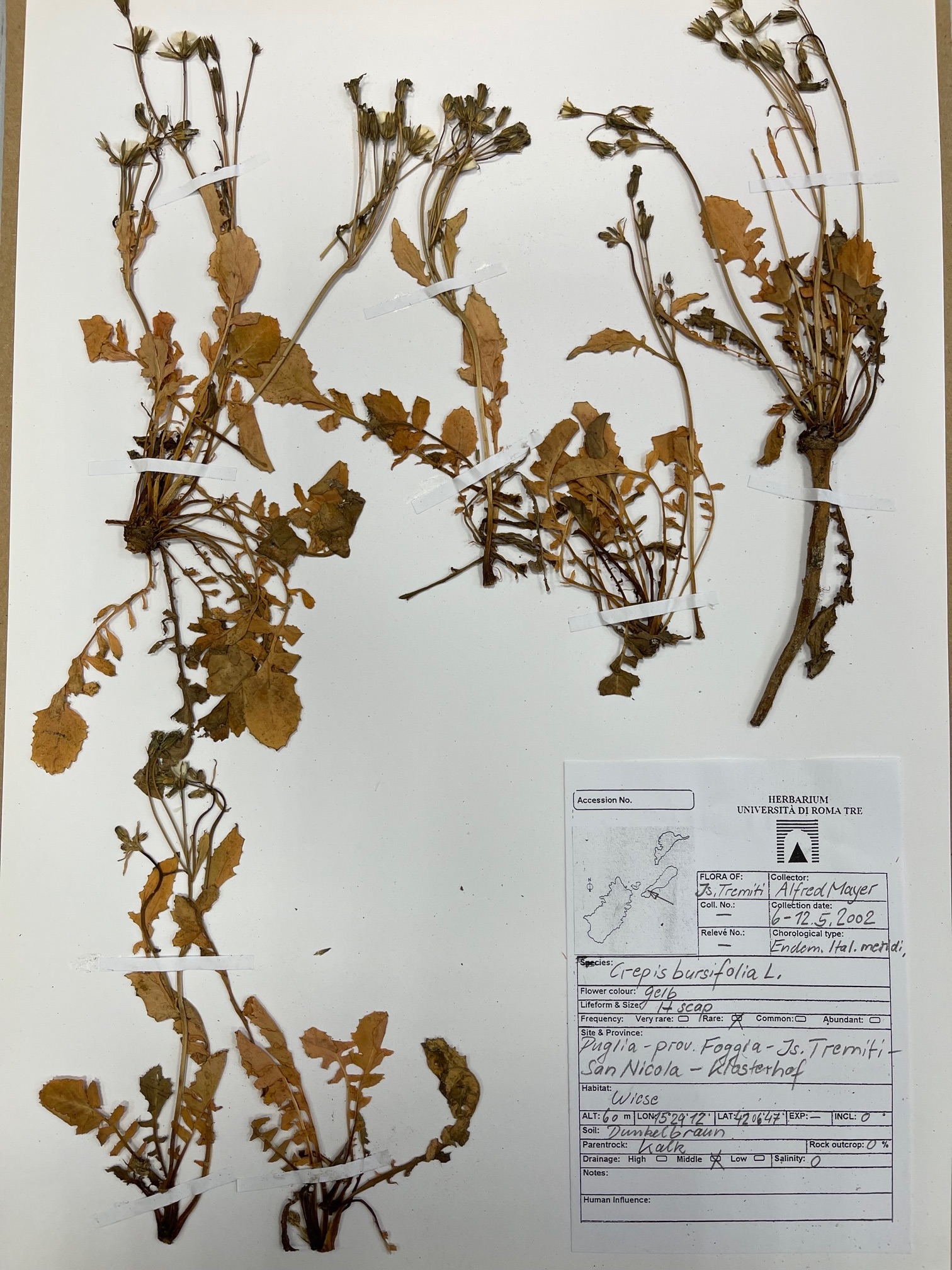 crepis bursifolia alfred mayer tremiti inseln italien.jpg