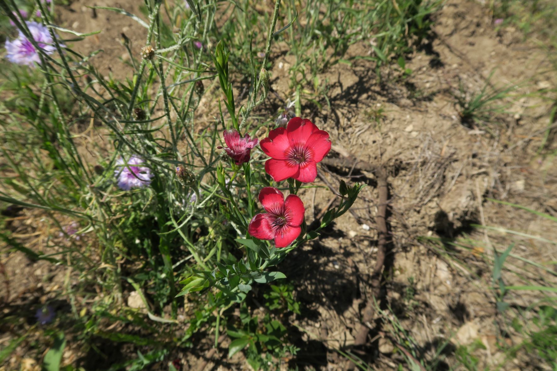 Linum grandiflorum Roter Lein (Hybride verwildert)), Eichkogel ehem. Brache gestört sw 02.07.2022 C5X2 (2).JPG