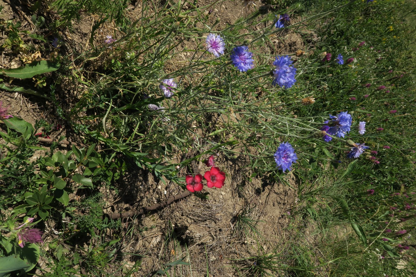 Linum grandiflorum Roter Lein (Hybride verwildert)), Eichkogel ehem. Brache gestört sw 02.07.2022 C5X2 (3).JPG