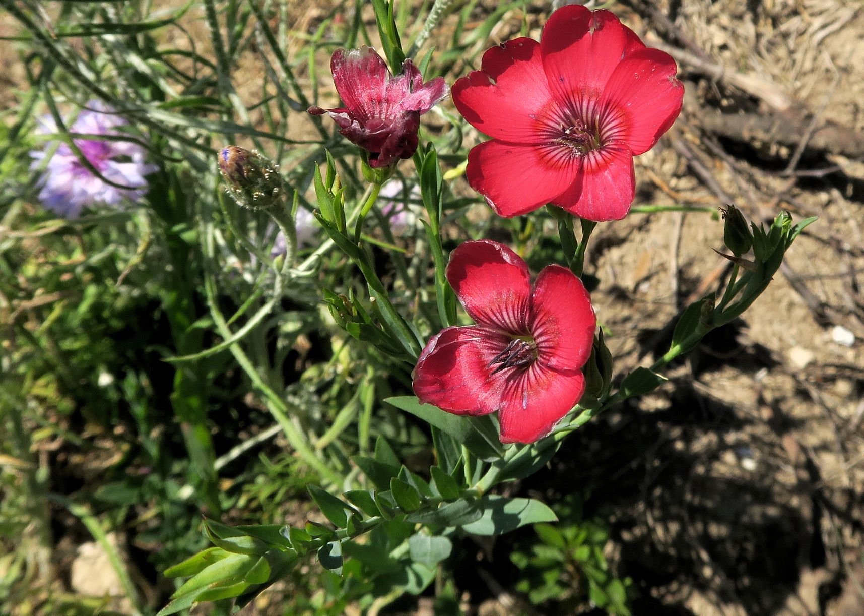 07.02 Eichkogel im (ausgetrockntn) Sommeraspekt Linum grandiflorum Roter Lein (Hybride verwildert), Eichkogel ehem. Brache gestört sw 02.07.2022 C5X2 (5).JPG