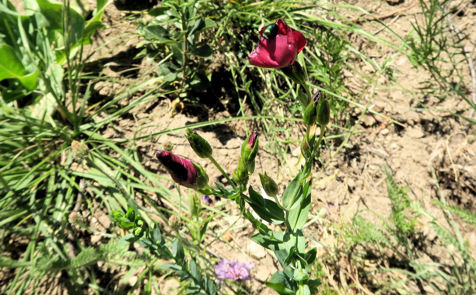 07.02 Eichkogel im (ausgetrockntn) Sommeraspekt Linum grandiflorum Roter Lein (Hybride verwildert), Eichkogel ehem. Brache gestört sw 02.07.2022 C5X2 (3).JPG