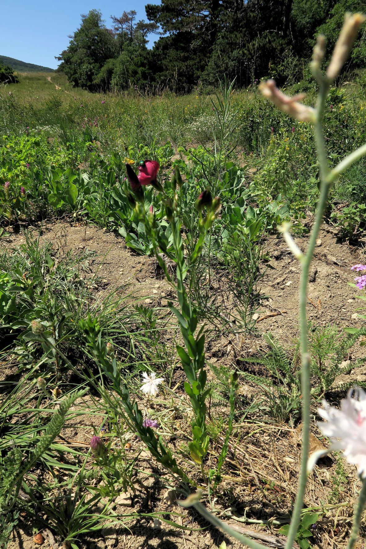 07.02 Eichkogel im (ausgetrockntn) Sommeraspekt Linum grandiflorum Roter Lein (Hybride verwildert), Eichkogel ehem. Brache gestört sw 02.07.2022 C5X2 (4).JPG