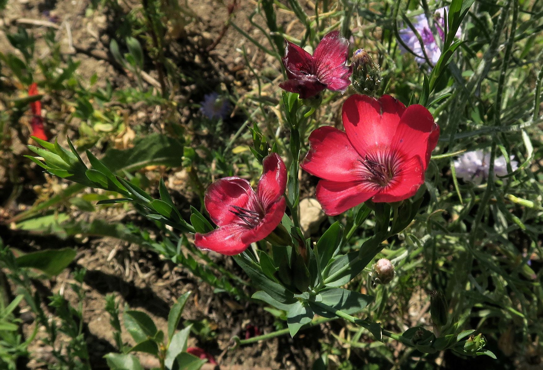 07.02 Eichkogel im (ausgetrockntn) Sommeraspekt Linum grandiflorum Roter Lein (Hybride verwildert), Eichkogel ehem. Brache gestört sw 02.07.2022 C5X2.JPG