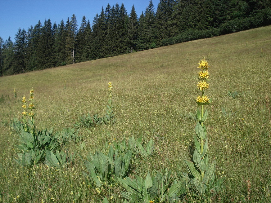 Gentiana.lutea.ssp.lutea.K-Hebalm.6.Juli.22.JPG