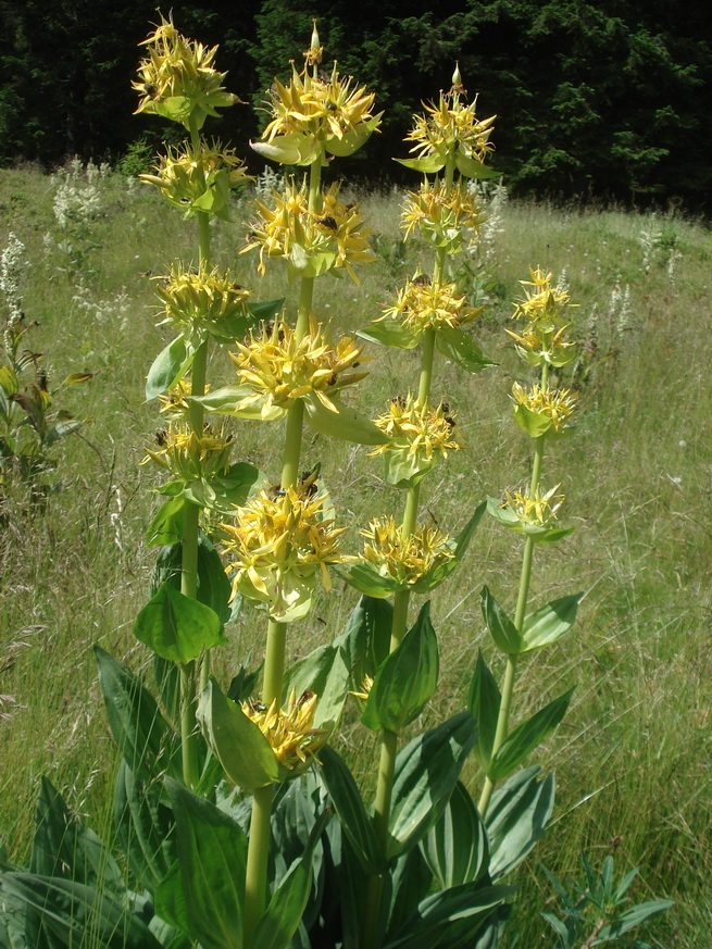 Gentiana.lutea.ssp.lutea.St-Hebalm.6.Juli.22.JPG