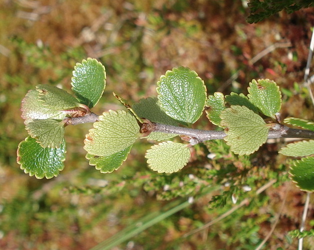 Betula.nana.St-Hebalm.See-Eben.6.Juli.22.JPG