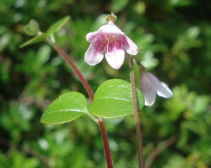 Linnaea.borealis.K-Hebalm.Bärofen. 6.Juli.22.JPG