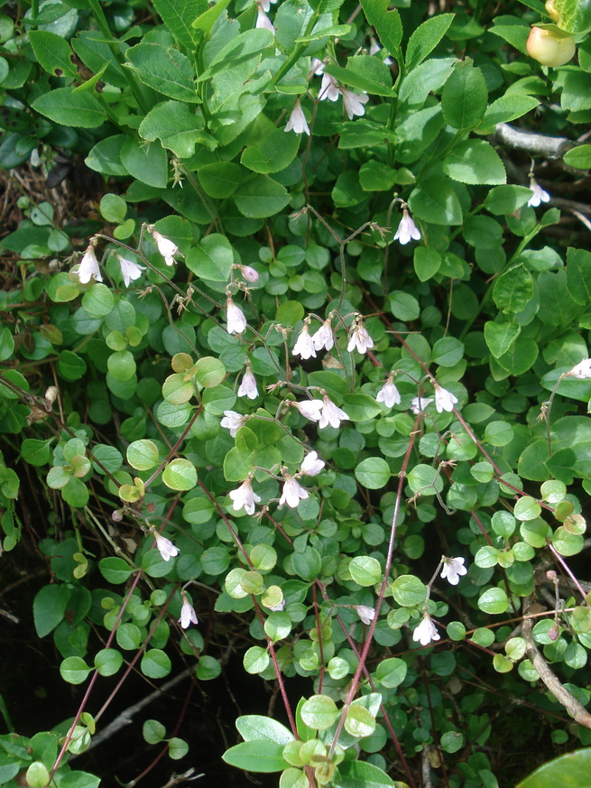 Linnaea.borealis.K-Hebalm.Bärofen.6.Juli.22.JPG