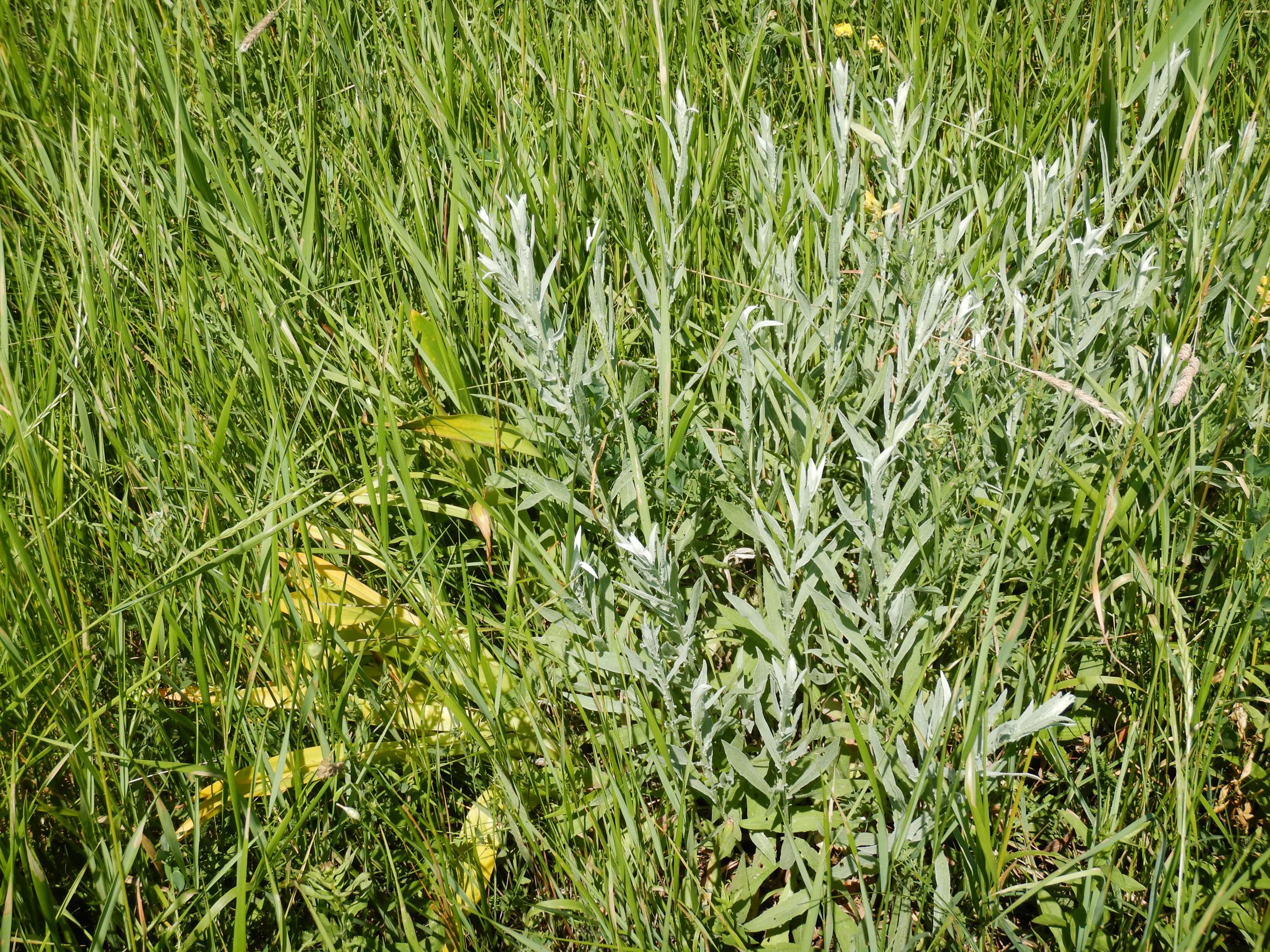 DSCN8633 NO-leithagebirge, 2021-06-18, centaurea jacea.JPG