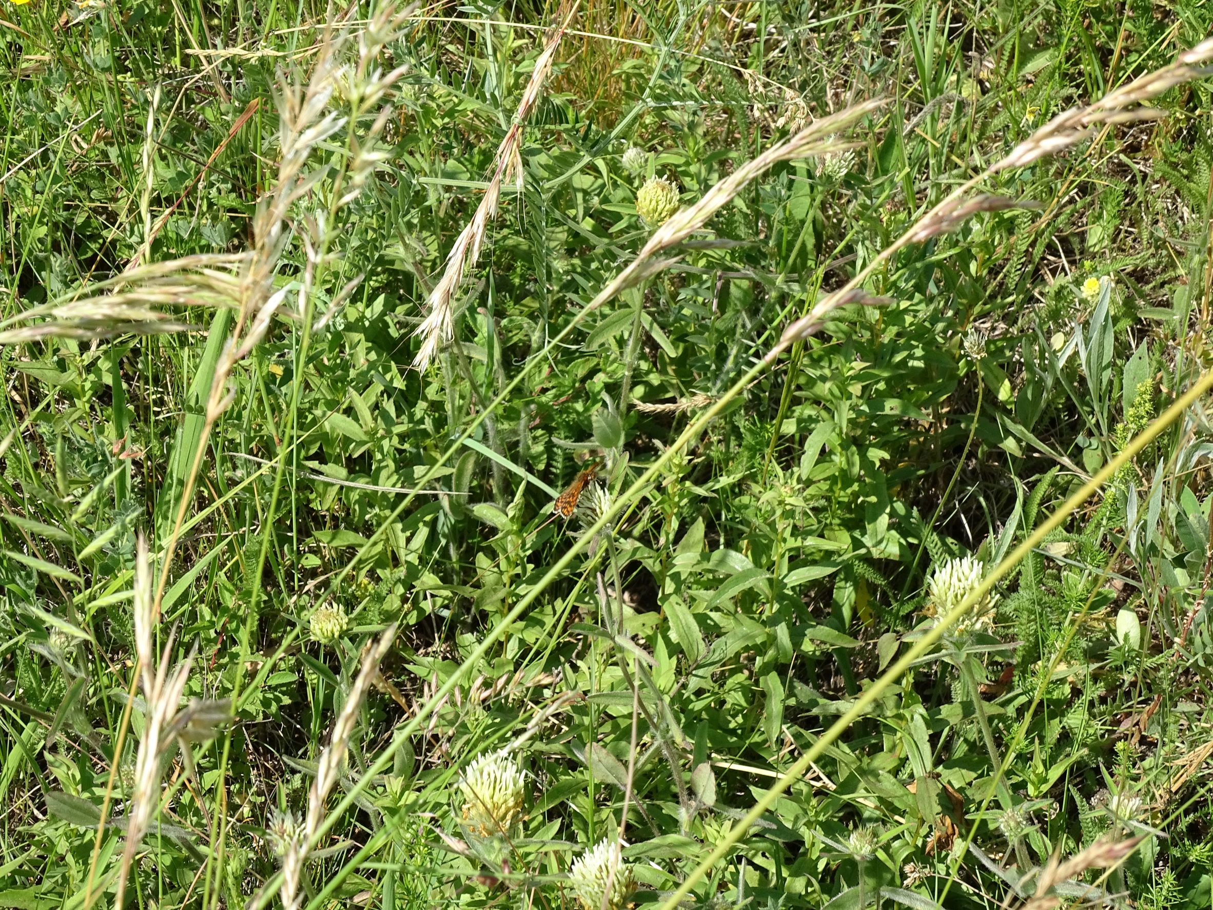 DSC00480 NO-leithagebirge, 2021-06-18, inula salicina (trifolium ochroleucon etc.).JPG
