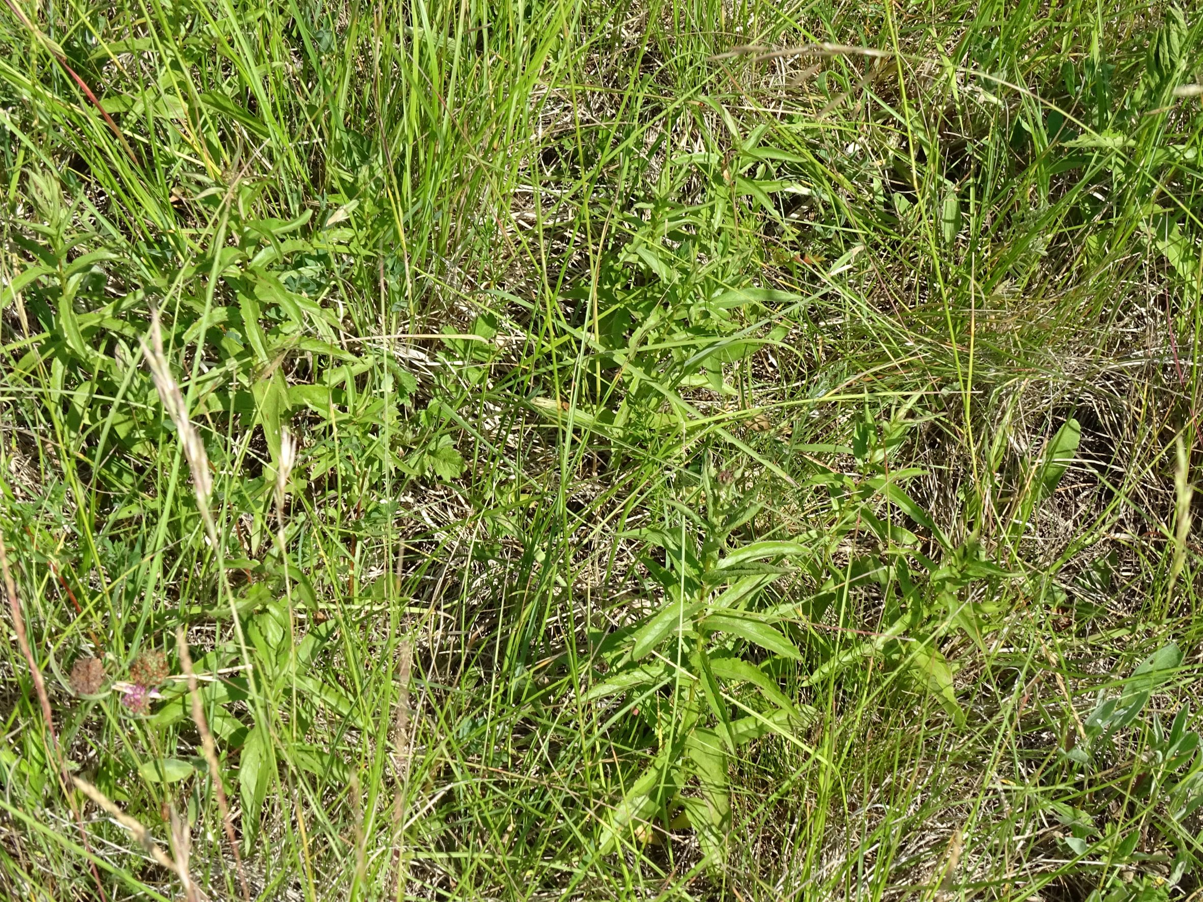 DSC00501 NO-leithagebirge, 2021-06-18, inula salicina.JPG