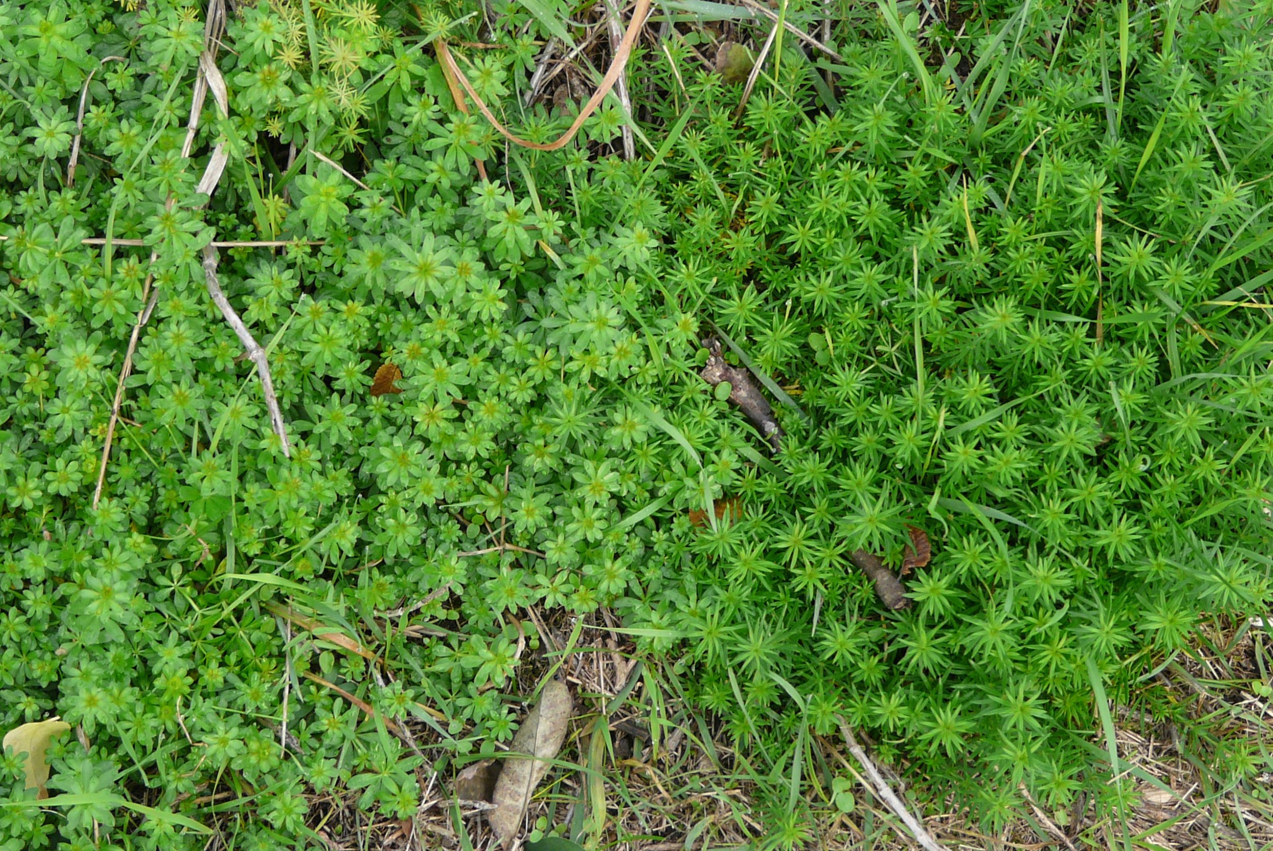 P1320247 galium album, galium verum, 2015-10-22.JPG