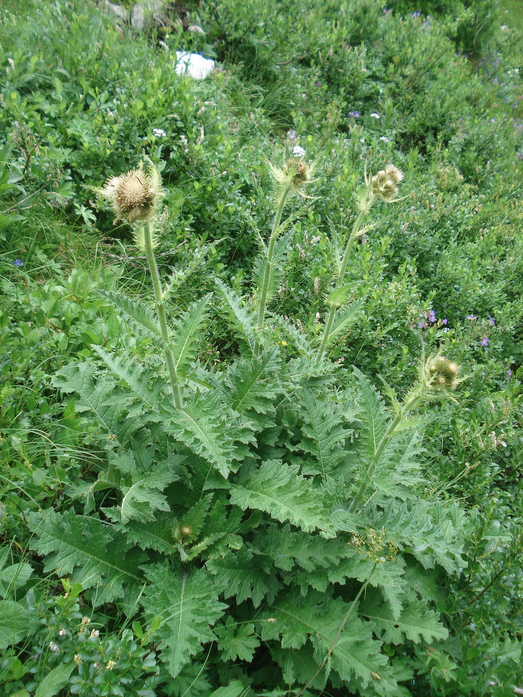 Cirsium.carniolicum x spinosissimum.St-Lawinenstein.5.Juli.22.JPG