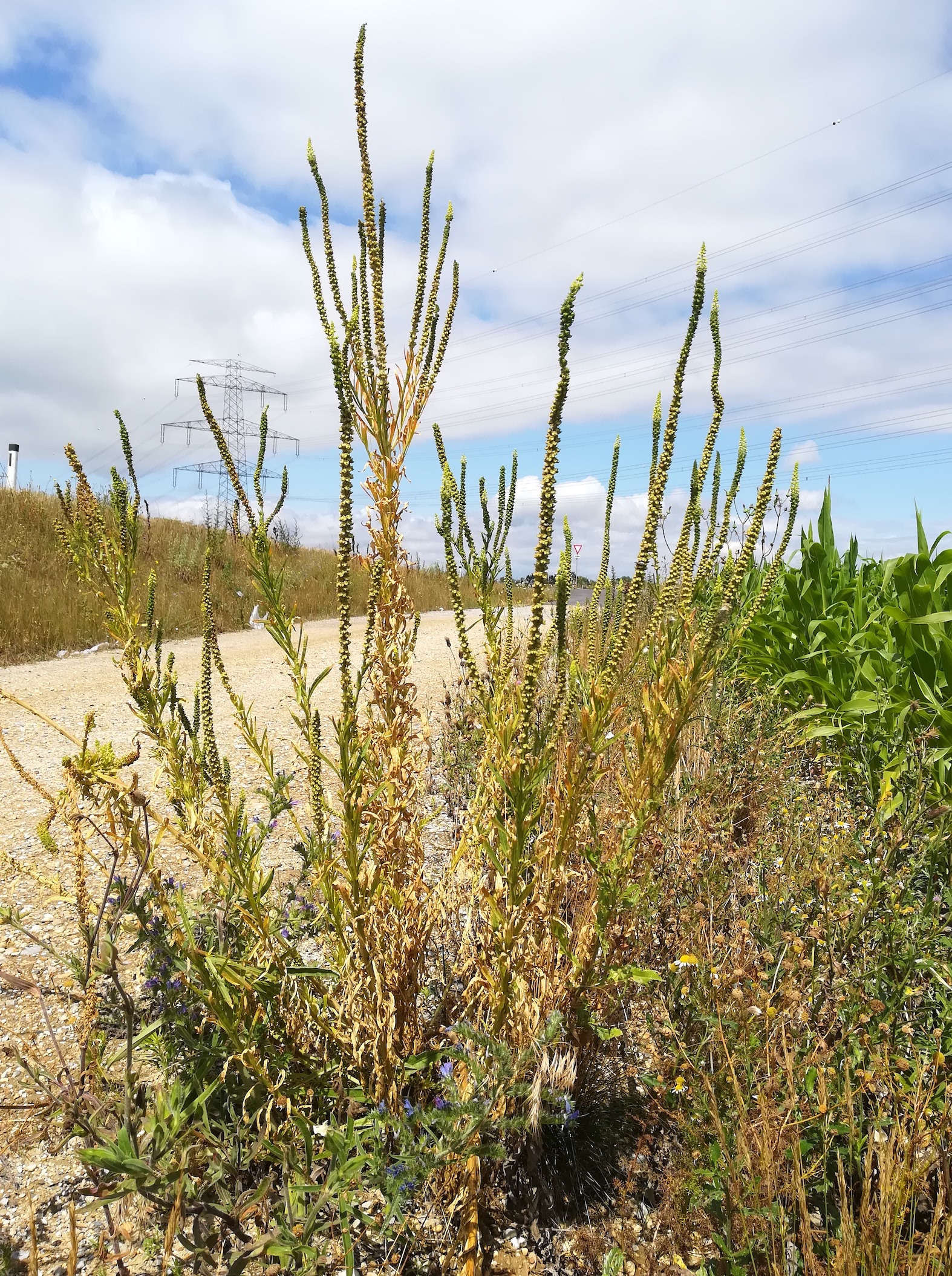 reseda luteola heidfeld götzendorf_20220710_114236.jpg