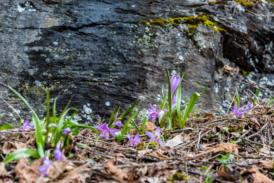 Colchicaceae---Colchicum-(Bulbocodium)-vernum---Frühlings-Lichtblume_8HT1167.jpg