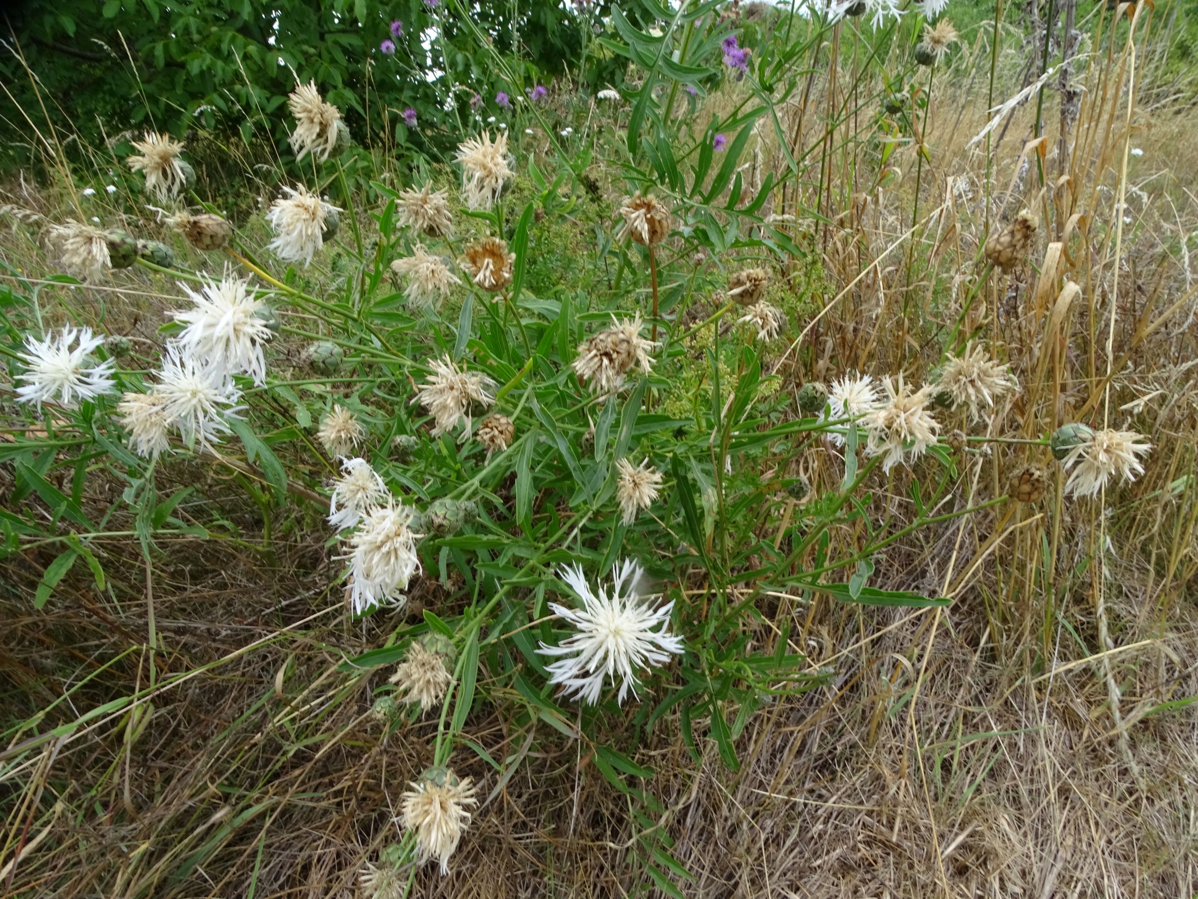 DSC01165 albino, centaurea scabiosa, prellenkirchen-mitte, 2022-07-10.JPG