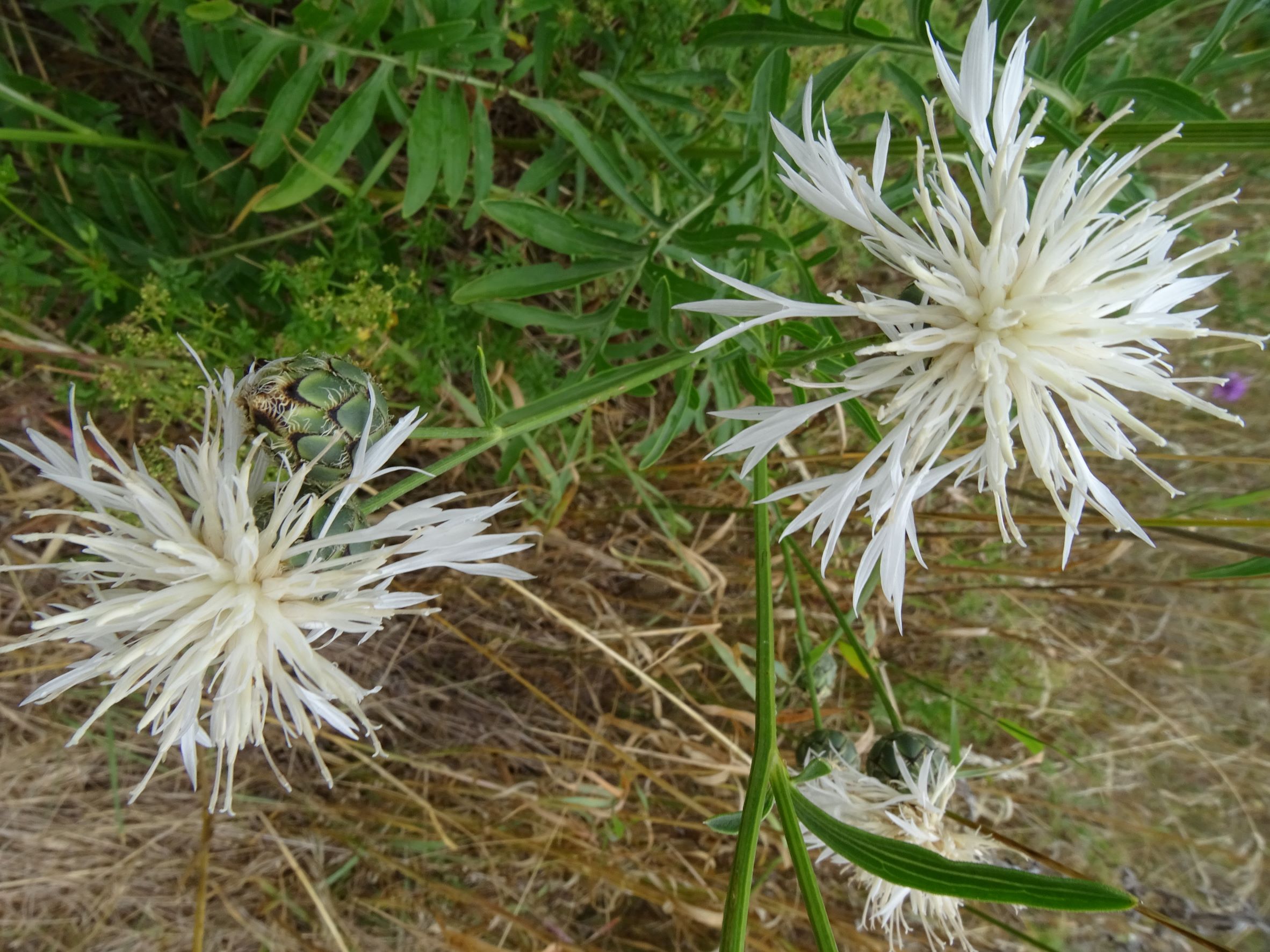 DSC01164 albino, centaurea scabiosa, prellenkirchen-mitte, 2022-07-10.JPG