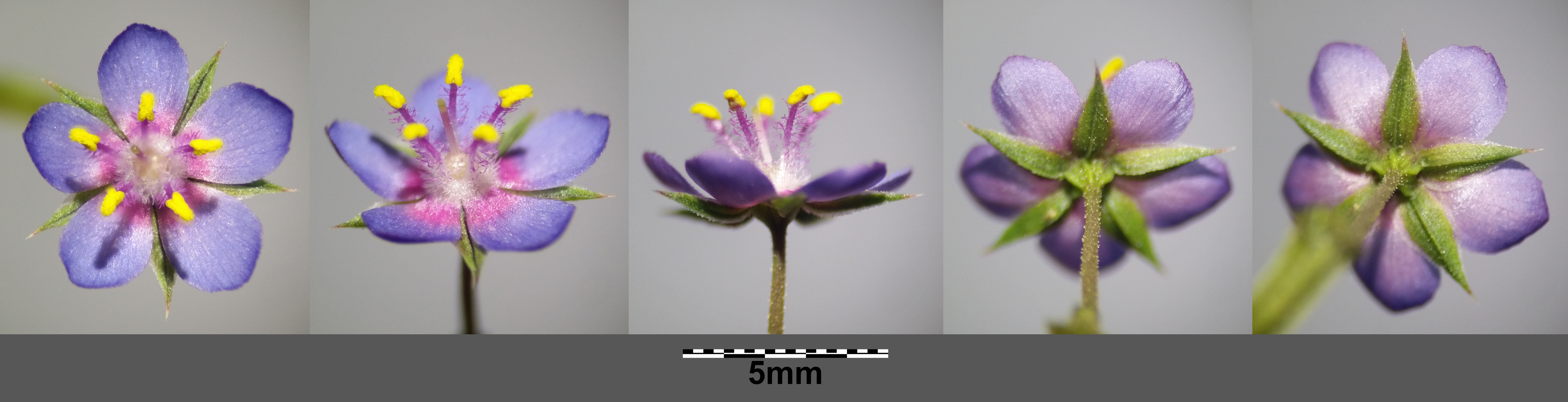 Anagallis foemina.jpg