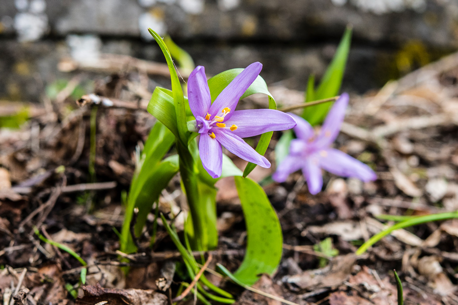 Colchicaceae---Colchicum-(Bulbocodium)-vernum---Frühlings-Lichtblume_8HT1155.jpg