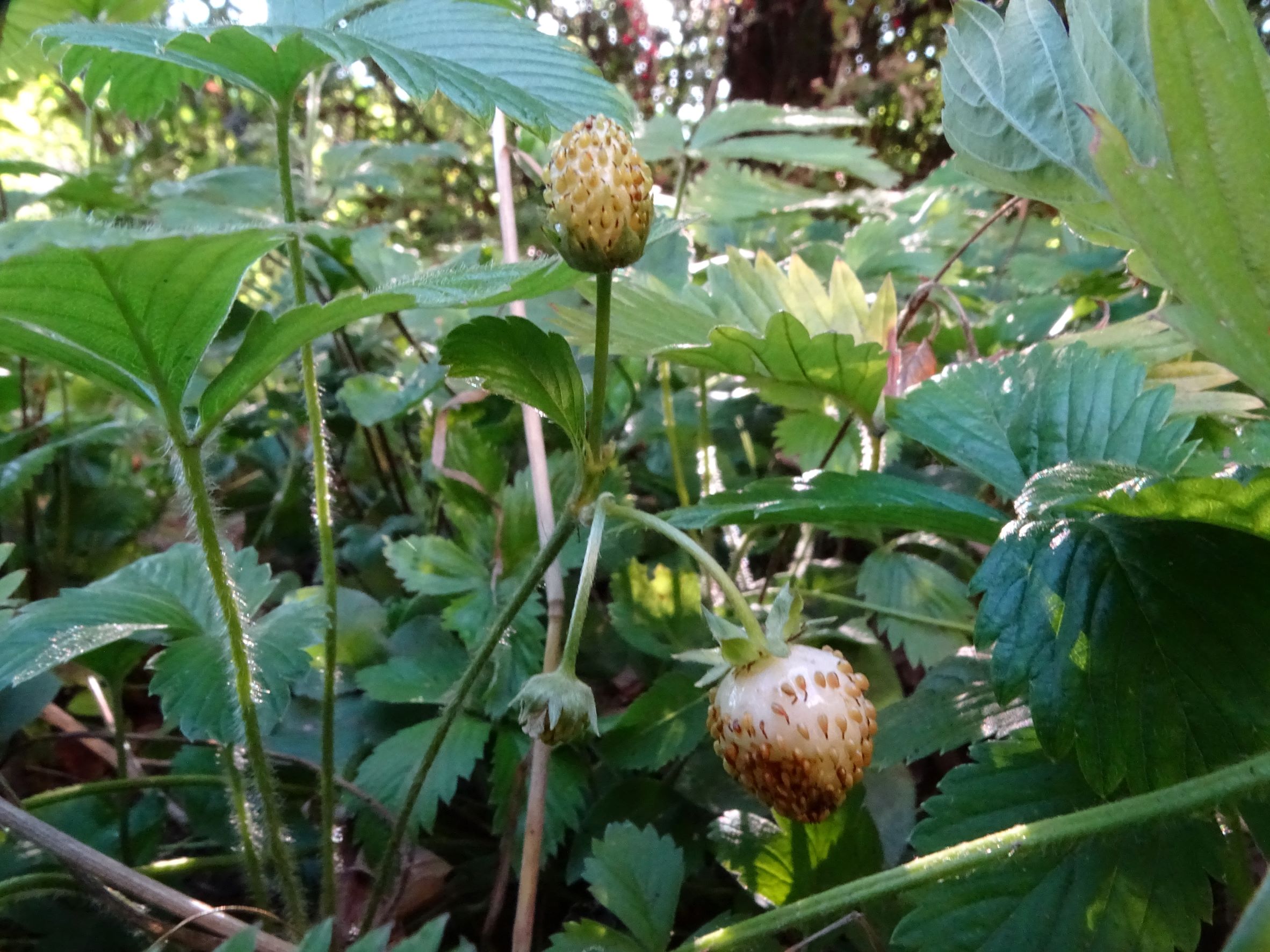 DSC01331 albino, fragaria vesca, wien-22, mohnblumenweg, 2022-07-12.JPG