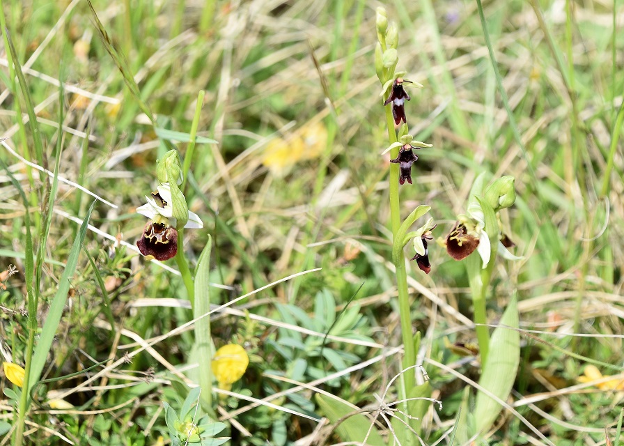 Burgenland- 08052022 - (22) - Ophrys holoserica - Hummel-Ragwurz und Ophrys insectifera - Fliegen-Ragwurz.JPG