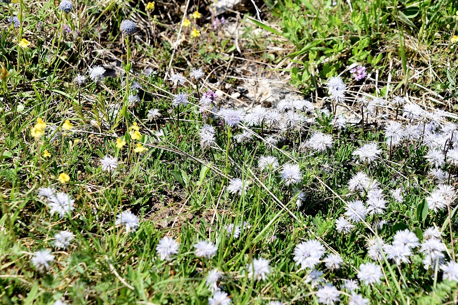 Lindabrunn - 15052022 - (37) - Globularia cordifolia - Herz-Kugelblume und Globularia bisnagarica - Hochstiel-Kugelblume.JPG